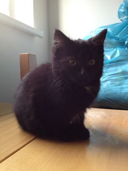 CERNY KOCOUREK ZDARMA